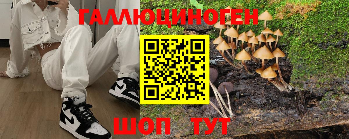 Белореченск  Галлюциногенные грибы Cubensis  Вход с VPN 